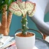 Euphorbia Lactea Cristata -Boom Tuin Verkoop 8974949384222