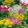 Vaste Planten Collectie 'Zomerwind' -Boom Tuin Verkoop 8976031383582
