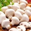 Witte Champignons (kweekset) -Boom Tuin Verkoop 8977604214814