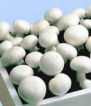 Witte Champignons (kweekset) 6 Witte Champignons (kweekset) - Afbeelding 4