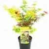 Japanse Esdoorn '3 Kleuren Festival' -Boom Tuin Verkoop 8978852446238