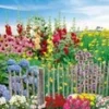 Vaste Planten 'Boerentuin' -Boom Tuin Verkoop 8979128418334