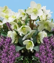 Vaste Planten 'Boerentuin' 7 Vaste Planten 'Boerentuin' - Afbeelding 5