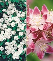 5 Meter Bloeiende Heg Collectie 8 5 Meter Bloeiende Heg Collectie - Afbeelding 6