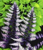 Winterharde Vaste Planten Voor De Schaduw 5 Winterharde Vaste Planten Voor De Schaduw - Afbeelding 3