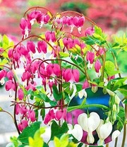 Winterharde Vaste Planten Voor De Schaduw 6 Winterharde Vaste Planten Voor De Schaduw - Afbeelding 4