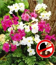 Winterharde Vaste Planten Voor De Schaduw 7 Winterharde Vaste Planten Voor De Schaduw - Afbeelding 5