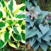 Reuze Hosta Collectie Voor Een Voordeelprijs -Boom Tuin Verkoop 8987155988510