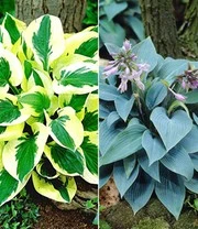 Reuze Hosta Collectie Voor Een Voordeelprijs 3 Reuze Hosta Collectie Voor Een Voordeelprijs