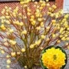 Edgeworthia Grandiflora -Boom Tuin Verkoop 8988887547934