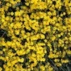 Winterjasmijn -Boom Tuin Verkoop 8988956426270