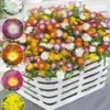 Winterharde Ijsbloemen 'Wheels Of Wonder®' -Boom Tuin Verkoop 8988960915486