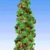 Japanse Zuil Framboos -Boom Tuin Verkoop 8988978675742