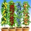 Zuilfruit Collectie 1 Zuilfruit Collectie -Boom Tuin Verkoop 8989001383966