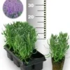 Blauwe Lavendel 25 Stuks -Boom Tuin Verkoop 8989025894430
