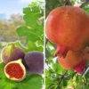 Exotisch Fruit -Boom Tuin Verkoop 8989393387550
