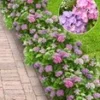Hortensia Haag 'Forever & Ever®' Hortbux® -Boom Tuin Verkoop 8990332223518