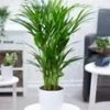 Areca Palm Ca. 60-70 Cm Hoog -Boom Tuin Verkoop 8992658718750