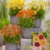 Coreopsis 'Solar® Mix' -Boom Tuin Verkoop 8999213662238