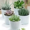Succulenten Collectie Van 5 Incl. Glazen Sierpot -Boom Tuin Verkoop 9000409563166