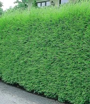 Leyland Cipres Haag 50 Planten 4 Leyland Cipres Haag 50 Planten - Afbeelding 2