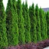 Thuja Smaragd 10 Planten 1 Thuja Smaragd 10 Planten -Boom Tuin Verkoop 9000738586654