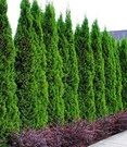 Thuja Smaragd 10 Planten 3 Thuja Smaragd 10 Planten
