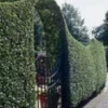 Zwartgroene Liguster 'Atrovirens' 20 Planten -Boom Tuin Verkoop 9000743206942