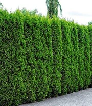 Thuja Smaragd 10 Planten 4 Thuja Smaragd 10 Planten - Afbeelding 2