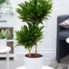 Dracena 'Compacta' Ca. 55 Cm Hoog