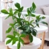 Philodendron 'Florida Green' -Boom Tuin Verkoop 9001469706270