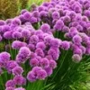 Geurende Allium 'Millenium' -Boom Tuin Verkoop 9002693558302