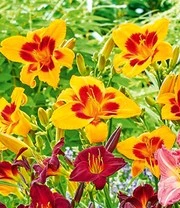 Daglelie Mix 'Zomerdroom' 5 Daglelie Mix 'Zomerdroom' - Afbeelding 3