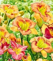 Daglelie Mix 'Zomerdroom' 7 Daglelie Mix 'Zomerdroom' - Afbeelding 5