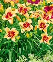 Daglelie Mix 'Zomerdroom' 9 Daglelie Mix 'Zomerdroom' - Afbeelding 7