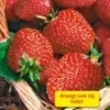 Aardbei 'Seascape®' -Boom Tuin Verkoop 9012173176862