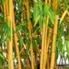 Gouden Peking Bamboe -Boom Tuin Verkoop 9012622426142