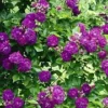 Ramblerroos 'Bleu Magenta' 2 Ramblerroos 'Bleu Magenta' -Boom Tuin Verkoop 9012812578846