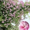 Ramblerroos 'Paul's Himalayan Musk Rambler®' -Boom Tuin Verkoop 9012813168670