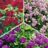 Collectie Rambler-rozen -Boom Tuin Verkoop 9012813332510