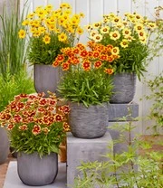 Coreopsis 'Solar® Mix' 11 Coreopsis 'Solar® Mix' - Afbeelding 9