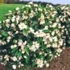 Geurende Magnoliahaag 'Fairy' -Boom Tuin Verkoop 9012820475934