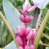 Roze Dwergbanaan -Boom Tuin Verkoop 9012831682590