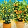 Citroen- En Sinaasappelboompje -Boom Tuin Verkoop 9012832600094