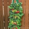 Twee Aardbeien Plantbuidels & 9 Hangaardbeien -Boom Tuin Verkoop 9012848689182