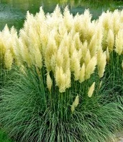 Pampasgras-Collectie 5 Pampasgras-Collectie - Afbeelding 3