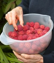 Japanse Kornoelje 6 Japanse Kornoelje - Afbeelding 4