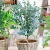 Winterharde Eucalyptus 'Azura®' In 2-liter XXL-pot -Boom Tuin Verkoop 9020180889630