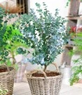 Nieuwkomers 1 Winterharde Eucalyptus 'Azura®' In 2-liter XXL-pot