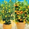 Citroen- En Sinaasappelboompje 2 Citroen- En Sinaasappelboompje -Boom Tuin Verkoop 9020890513438